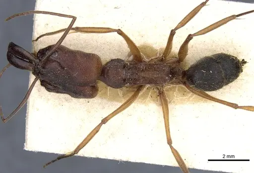 Odontomachus laticeps specimen CASENT0904008 image casent0904008_1