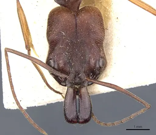 Odontomachus laticeps specimen CASENT0904008 image casent0904008_2