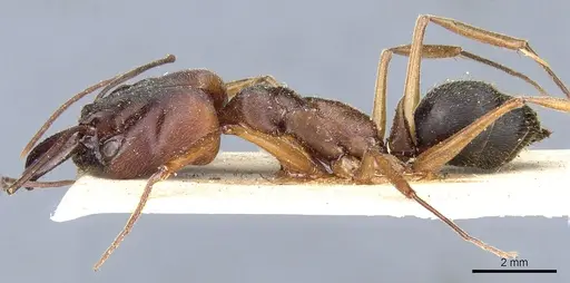Odontomachus laticeps specimen CASENT0904008 image casent0904008_3