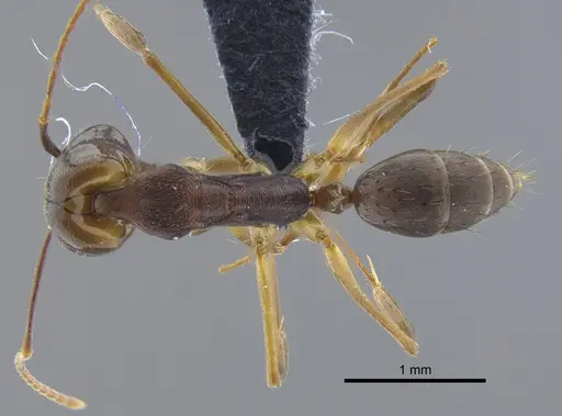 Odontomachus laticeps specimen CBUMAGENT41704 image cbumagent41704_1