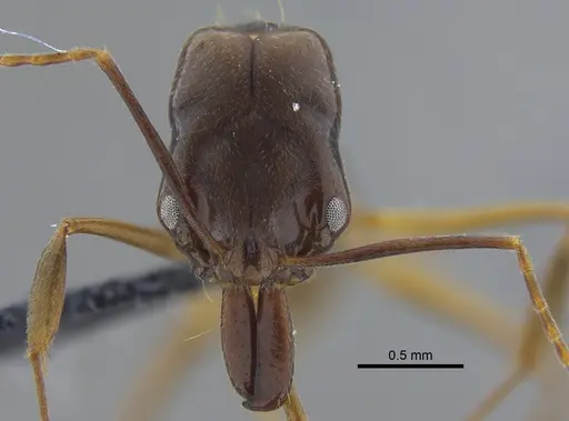 Odontomachus laticeps specimen CBUMAGENT41704 image cbumagent41704_2