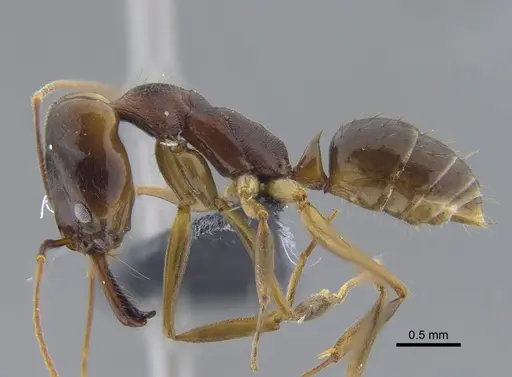 Odontomachus laticeps specimen CBUMAGENT41704 image cbumagent41704_3