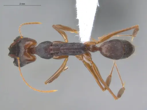 Odontomachus laticeps specimen ECOFOG-MI15-0482-07 image ecofog-mi15-0482-07_1