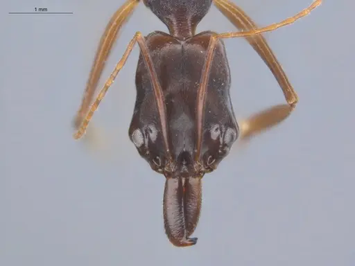 Odontomachus laticeps specimen ECOFOG-MI15-0482-07 image ecofog-mi15-0482-07_2