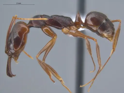 Odontomachus laticeps specimen ECOFOG-MI15-0482-07 image ecofog-mi15-0482-07_3
