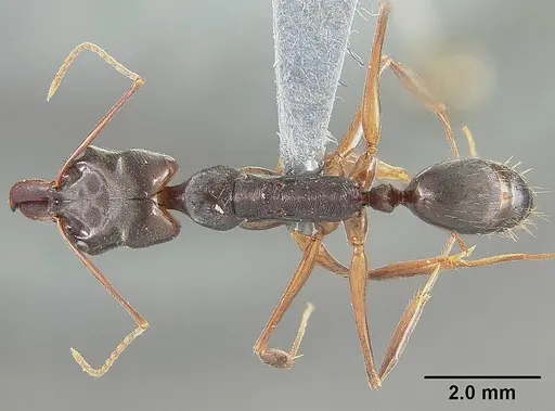 Odontomachus laticeps specimen USNMENT00446064 image usnment00446064_1