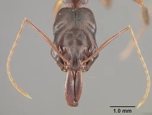 Odontomachus laticeps specimen USNMENT00446064 image usnment00446064_2