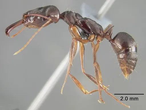 Odontomachus laticeps specimen USNMENT00446064 image usnment00446064_3