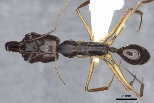Odontomachus latidens specimen CASENT0901976 image casent0901976_1