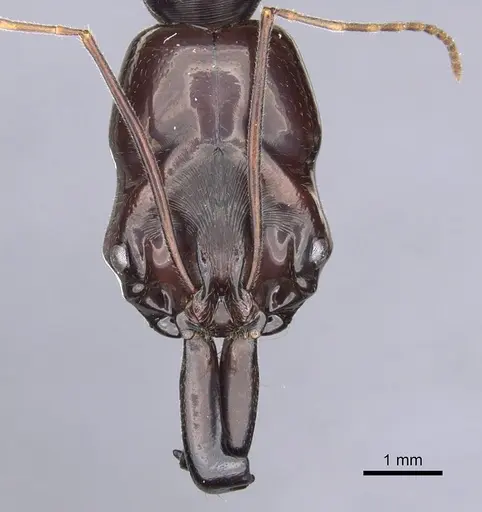 Odontomachus latidens specimen CASENT0901976 image casent0901976_2