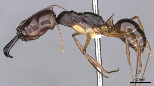 Odontomachus latidens specimen CASENT0901976 image casent0901976_3