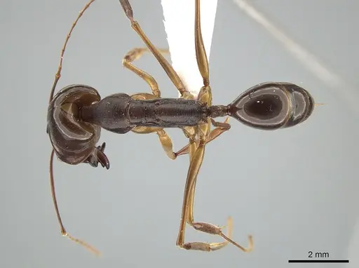 Odontomachus latidens specimen ZRC image zrc_ent00000649_1