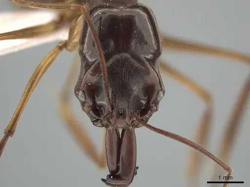 Odontomachus latidens specimen ZRC image zrc_ent00000649_2