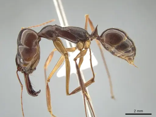 Odontomachus latidens specimen ZRC image zrc_ent00000649_3