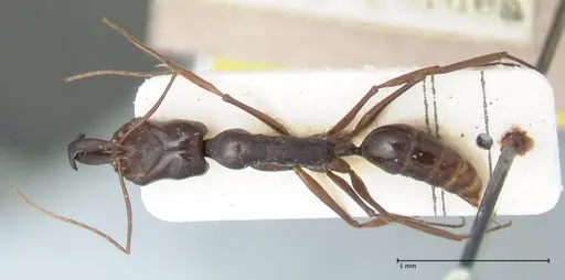 Odontomachus latissimus specimen FOCOL1079 image focol1079_1