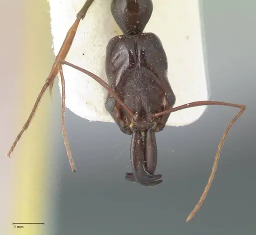 Odontomachus latissimus specimen FOCOL1079 image focol1079_2