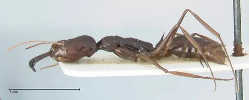 Odontomachus latissimus specimen FOCOL1079 image focol1079_3