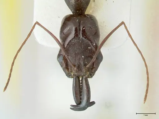 Odontomachus latissimus specimen FOCOL1080 image focol1080_2