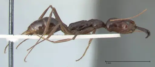 Odontomachus latissimus specimen FOCOL1080 image focol1080_4