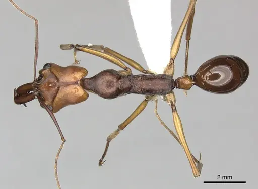Odontomachus malignus specimen CASENT0270620 image casent0270620_1