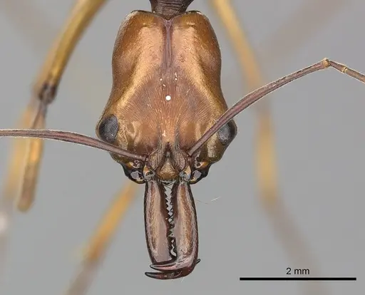 Odontomachus malignus specimen CASENT0270620 image casent0270620_2