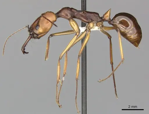 Odontomachus malignus specimen CASENT0270620 image casent0270620_3