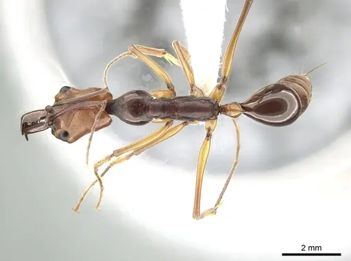 Odontomachus malignus specimen CASENT0650205 image casent0650205_1