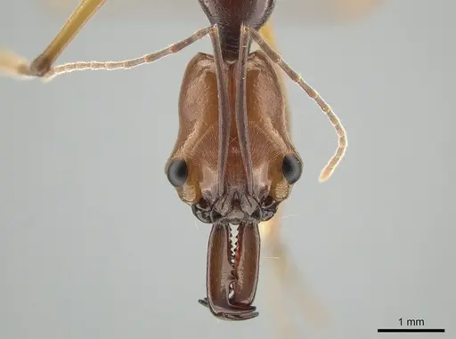 Odontomachus malignus specimen CASENT0650205 image casent0650205_2