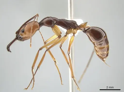 Odontomachus malignus specimen CASENT0650205 image casent0650205_3