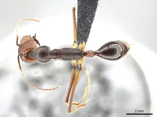 Odontomachus malignus specimen CASENT0650354 image casent0650354_1