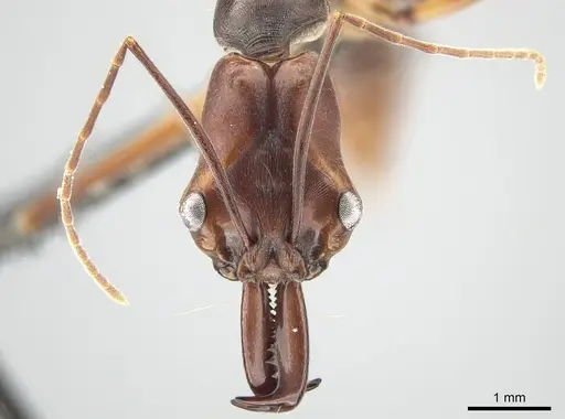 Odontomachus malignus specimen CASENT0650354 image casent0650354_2