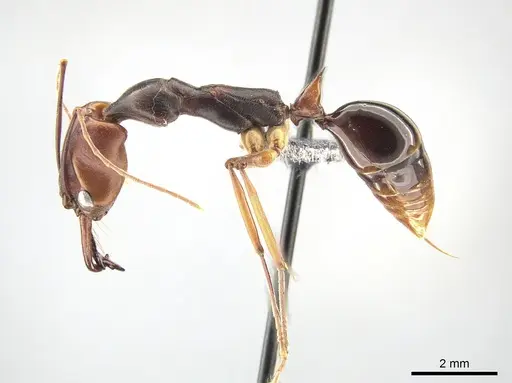 Odontomachus malignus specimen CASENT0650354 image casent0650354_3