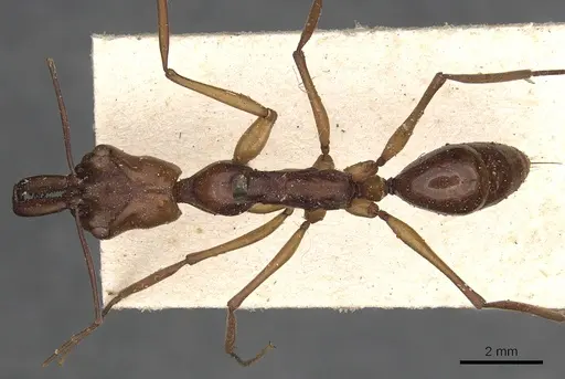 Odontomachus malignus specimen CASENT0901334 image casent0901334_1