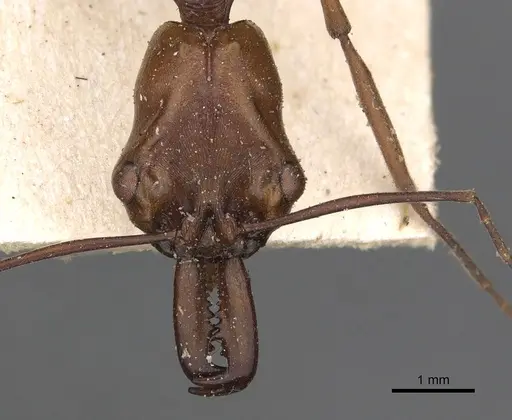 Odontomachus malignus specimen CASENT0901334 image casent0901334_2