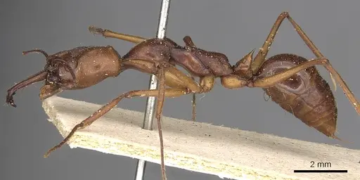 Odontomachus malignus specimen CASENT0901334 image casent0901334_3