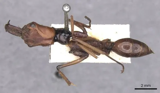 Odontomachus malignus specimen CASENT0915471 image casent0915471_1