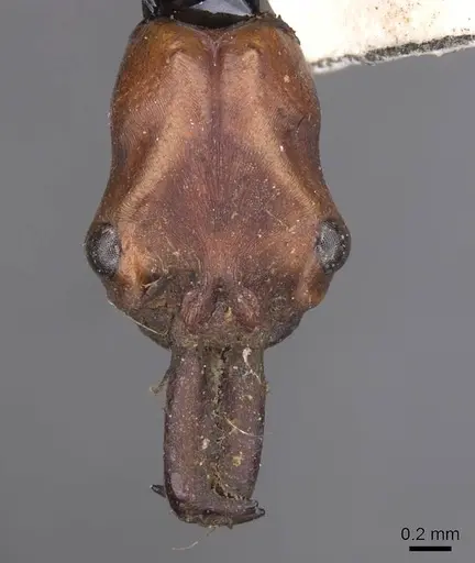 Odontomachus malignus specimen CASENT0915471 image casent0915471_2