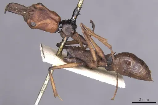 Odontomachus malignus specimen CASENT0915471 image casent0915471_3