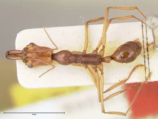 Odontomachus malignus specimen FOCOL0402 image focol0402_1