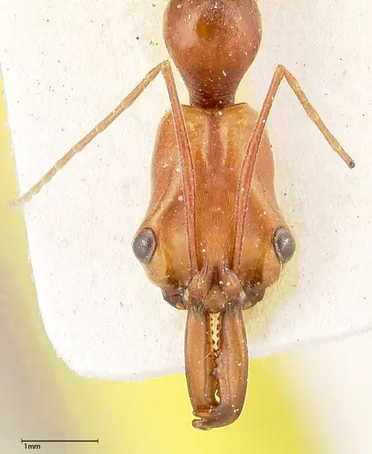 Odontomachus malignus specimen FOCOL0402 image focol0402_2