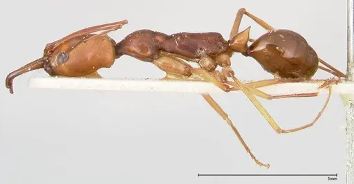 Odontomachus malignus specimen FOCOL0402 image focol0402_3