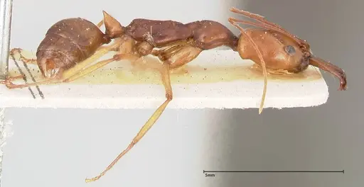 Odontomachus malignus specimen FOCOL0402 image focol0402_4