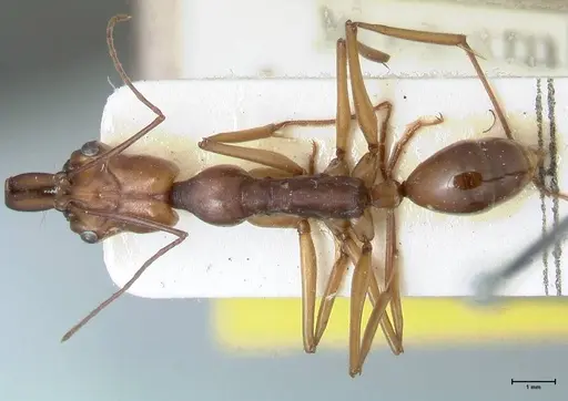 Odontomachus malignus specimen FOCOL1081 image focol1081_1