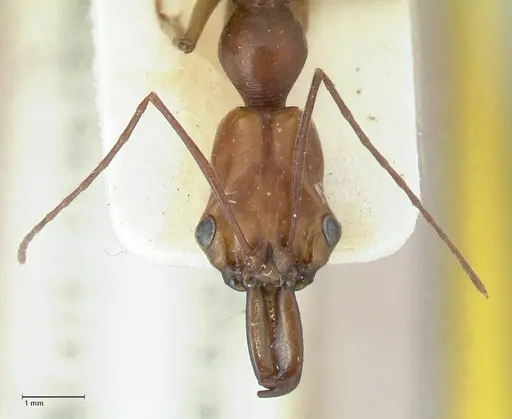 Odontomachus malignus specimen FOCOL1081 image focol1081_2