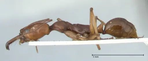 Odontomachus malignus specimen FOCOL1081 image focol1081_3