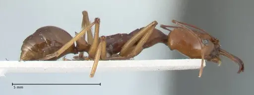 Odontomachus malignus specimen FOCOL1081 image focol1081_4