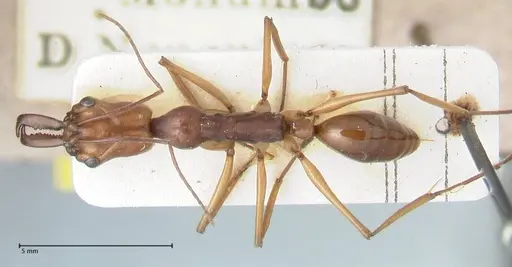 Odontomachus malignus specimen FOCOL1082 image focol1082_1