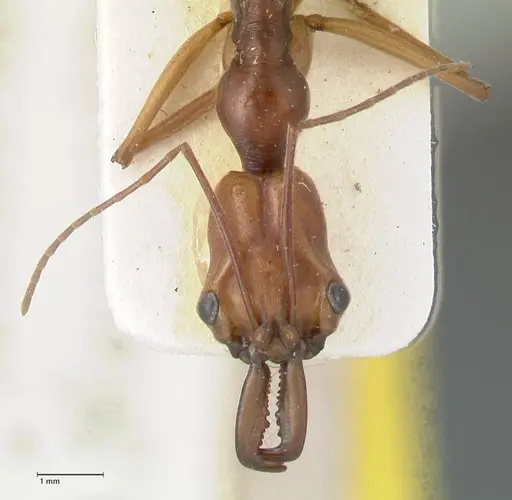 Odontomachus malignus specimen FOCOL1082 image focol1082_2