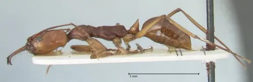 Odontomachus malignus specimen FOCOL1082 image focol1082_3