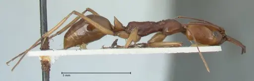Odontomachus malignus specimen FOCOL1082 image focol1082_4